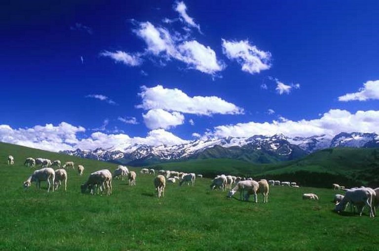moutons aux estives en Barousse.jpg
