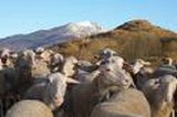 Les moutons aux estives.jpg
